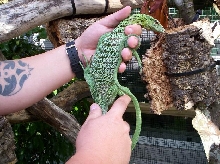Another Male V.Prasinus