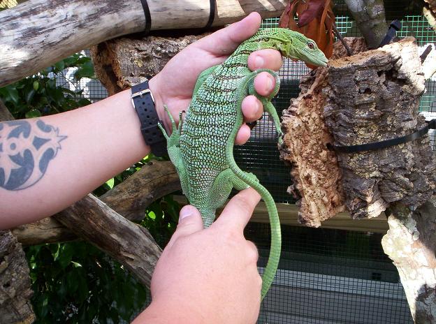 Another Male V.Prasinus
