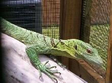 Female V.Prasinus