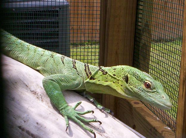 Female V.Prasinus