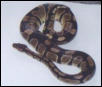 Ball Python