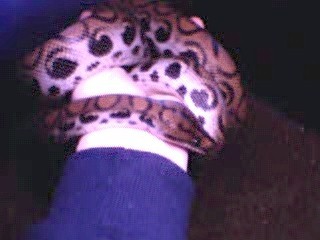 Brazilian Rainbow Boa