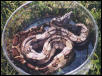 Central American BCI