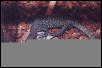 mangrove monitor