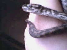 Jungle Carpet Python