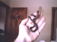 jungle carpet python