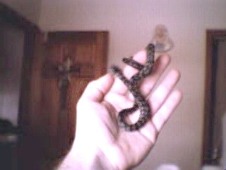 jungle carpet python