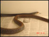 Taipan