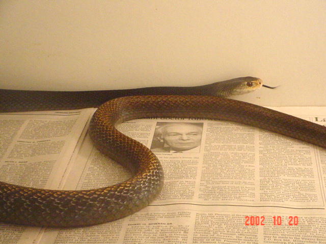Taipan