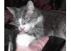Merlin lends a hand