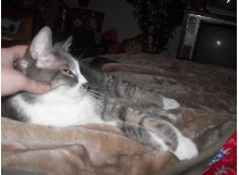 Merlin Lounging While Getting Scratches