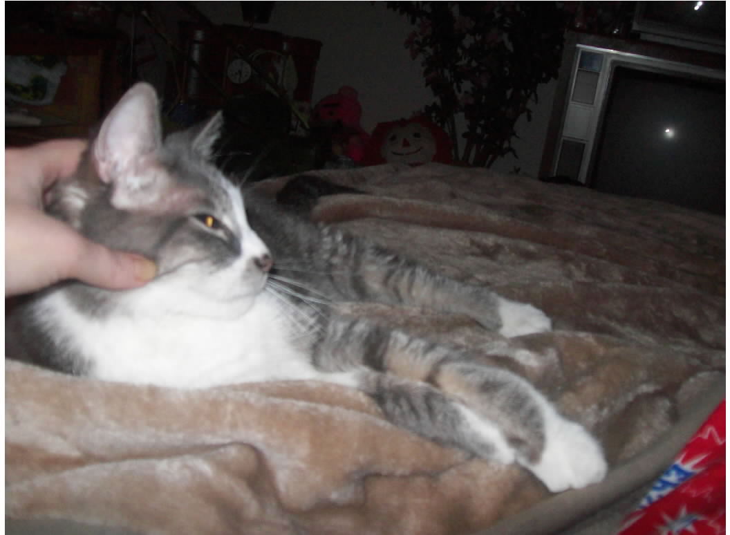 Merlin Lounging While Getting Scratches