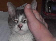 Merlin likes foot rubbies