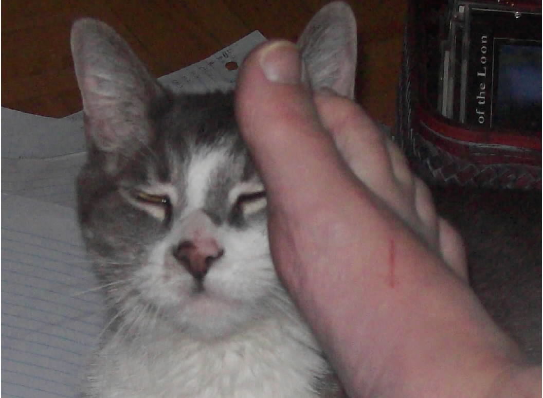 Merlin likes foot rubbies