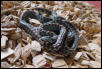 leopard ratsnake hatchlings