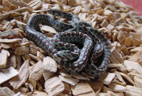 leopard ratsnake hatchlings