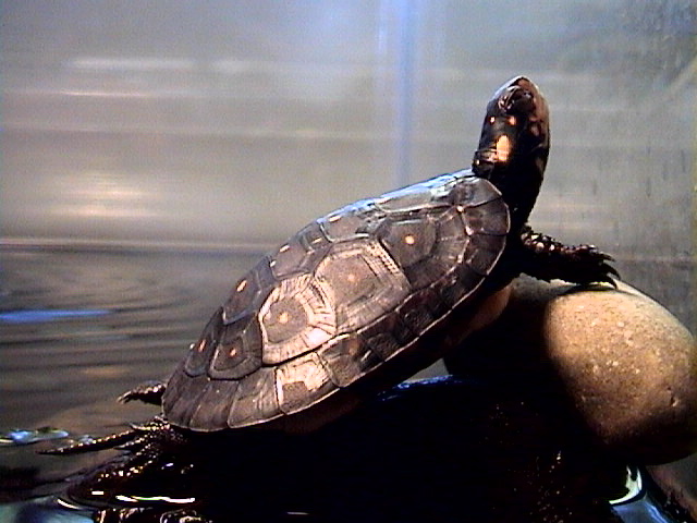 basking