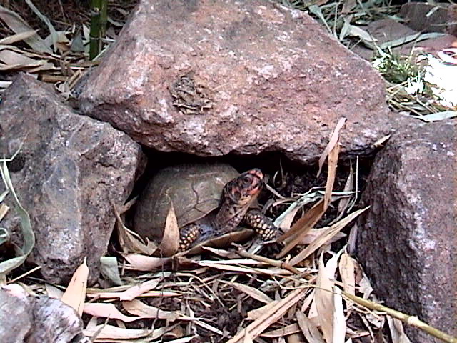 hiding