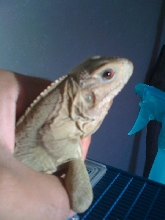 Lewisi2