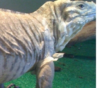 bluerhino