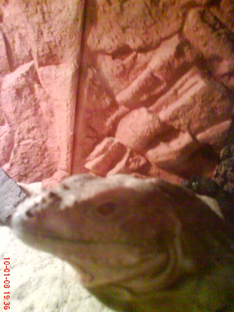 bluerhino