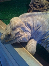 bluerhino
