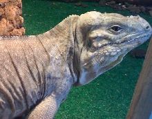 bluerhino