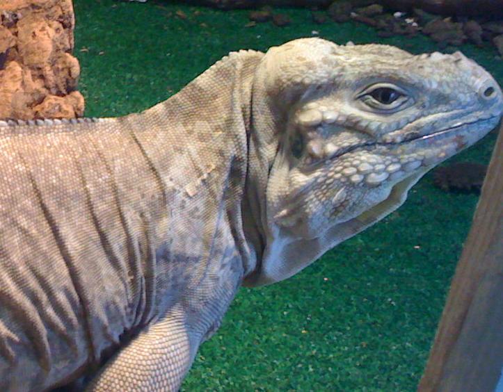 bluerhino