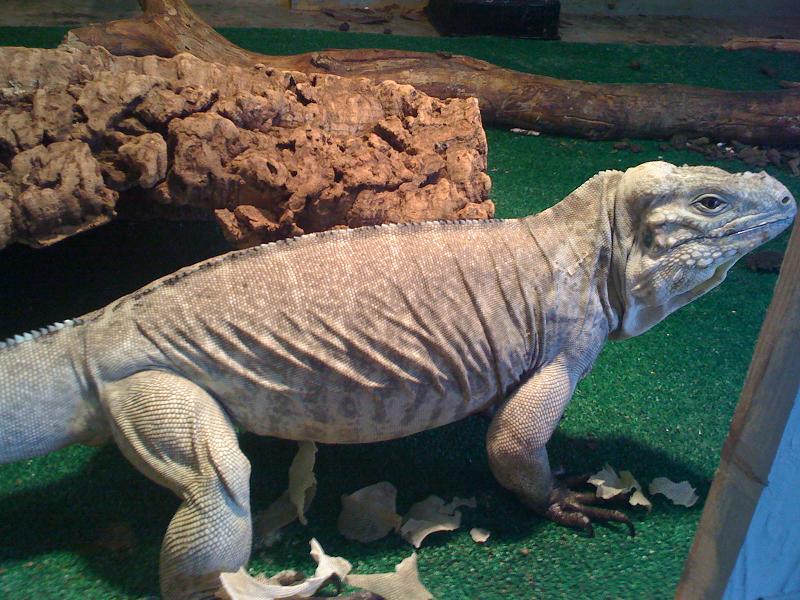 bluerhino