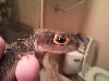 Croc Skink Eye