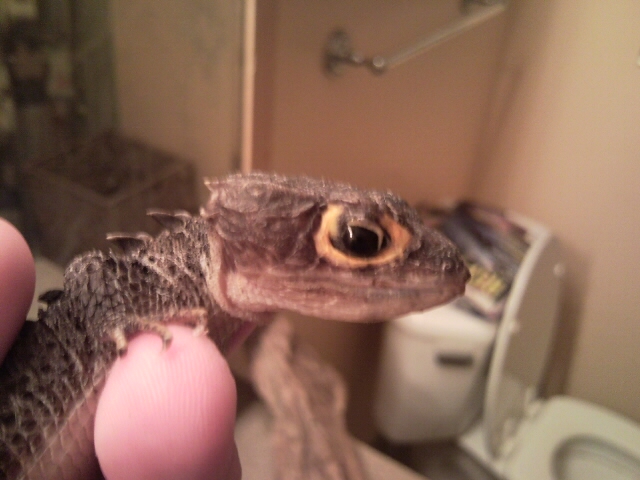 Croc Skink Eye