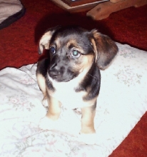OUR   CHIWAWA   POSIE