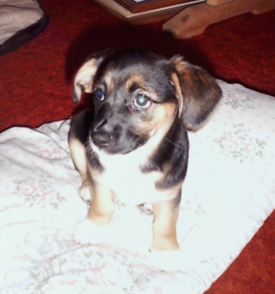 OUR   CHIWAWA   POSIE