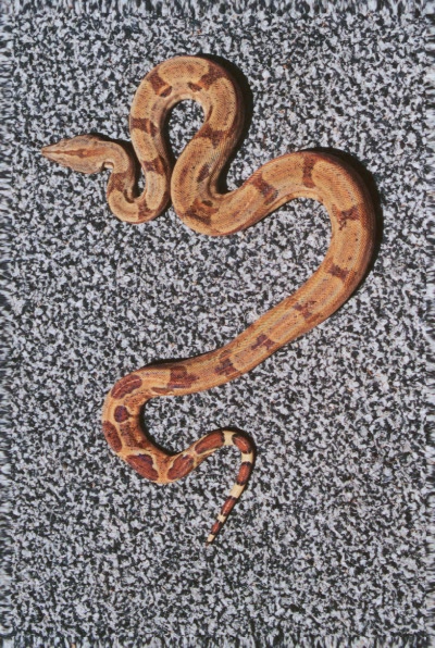 willimah