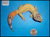 Carrot-tail morph leoaprd gecko