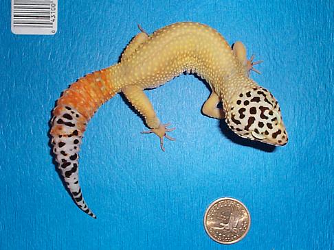 Carrot-tail morph leoaprd gecko
