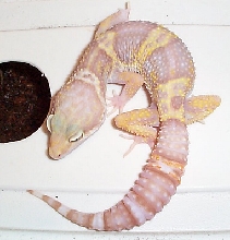Rainwater Breeder Female #1