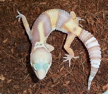 Rainwater Breeder Female #2