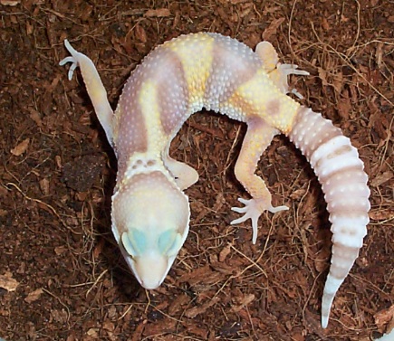 Rainwater Breeder Female #2