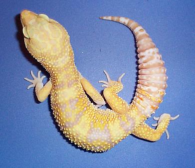 Rainwater Breeder Male #1