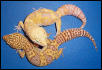 Rainwater vs. Tremper Albino Leopard Gecko