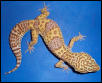 Tremper Breeder Female #1