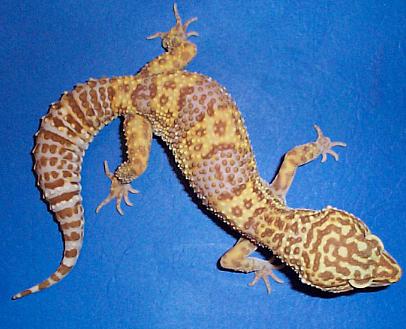 Tremper Breeder Female #1