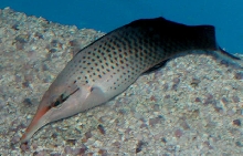 Saltwater - Austin Aquariums