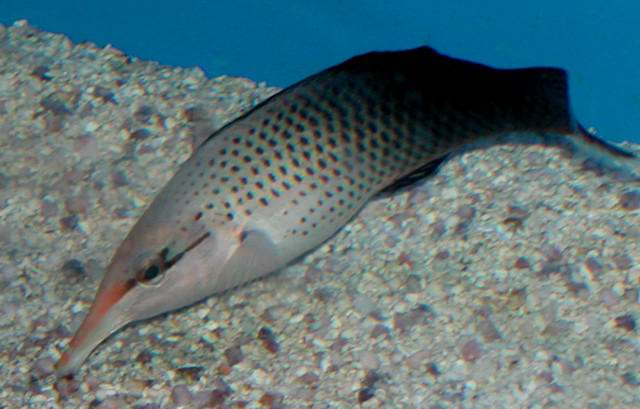 Saltwater - Austin Aquariums