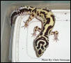 Jungle Breeder Female #1