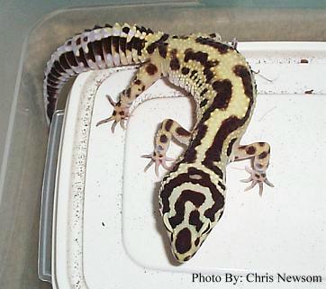 Jungle Breeder Female #1