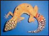 Hypo Tangerine Carrot-tail, 25%