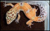 Tangerine Breeder Male #1
