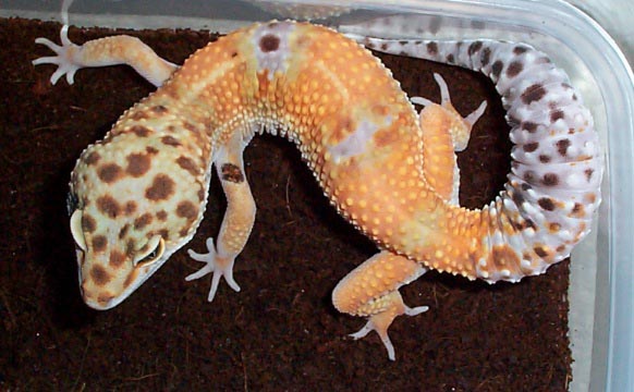 Tangerine Breeder Male #1